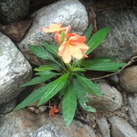 Crossandra infundibuliformis subsp. arida L.H.Cramer